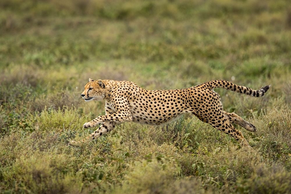 Tanzania-Ngorongoro Conservation Area-Adult Cheetah